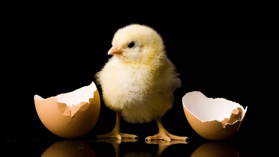 از هوش مصنوعی پرسیدیم اول مرغ بود یا تخم مرغ ؟ به نظرتون چی جواب داد!؟
