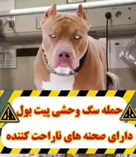 فیلم حمله سگ پیت بول به یک زن در شهرک غرب تهران! / وحشت می کنید
