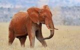 اختصاصی/آیا فیل در فرهنگ‌های مختلف جایگاه خاصی دارد؟