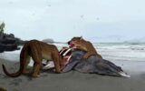سگ خرسی حیوانی که در فرانسه کشف شد+عکس