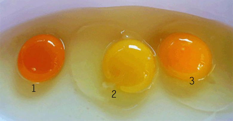 این چیزی است که یک زرده تخم مرغ می تواند در مورد سلامت مرغ به شما بگوید!